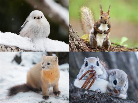 木動物|16.林内、林縁に見られる動物たち